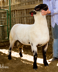 Meiwes Club Lambs | Sires